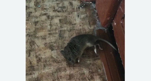 Дезинфекция от мышей в Урюпинске