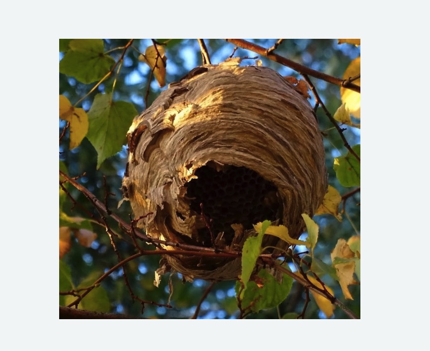 Обработка от шершней в Урюпинске