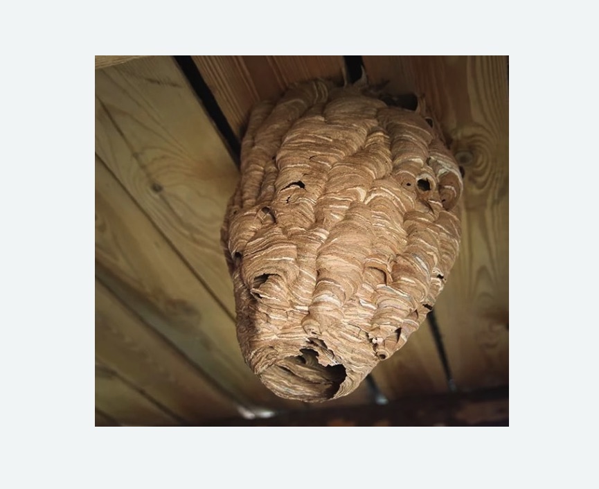 обработка от шершней в Урюпинске