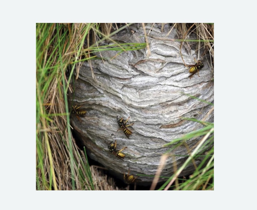 Уничтожение ос и ульев в Урюпинске